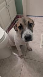 Found/Stray Male Dog last seen N Cincinnati Ave, Tulsa, OK 74126