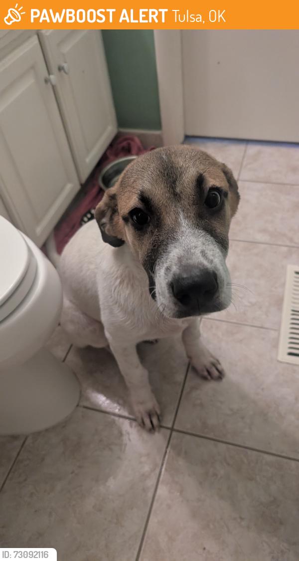Found/Stray Male Dog last seen N Cincinnati Ave, Tulsa, OK 74126