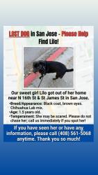 Reunited Female Dog last seen N 16th St, San Jose, CA 95112, USA, San Jose, CA 95112