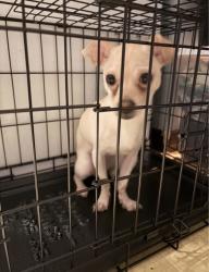 Lost Male Dog last seen Highland ave, Leesburg, FL 34748