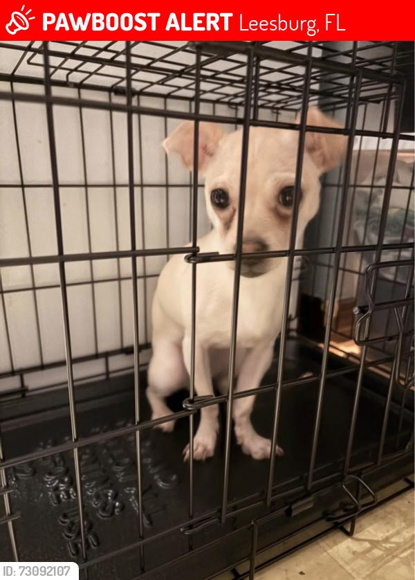 Lost Male Dog last seen Highland ave, Leesburg, FL 34748