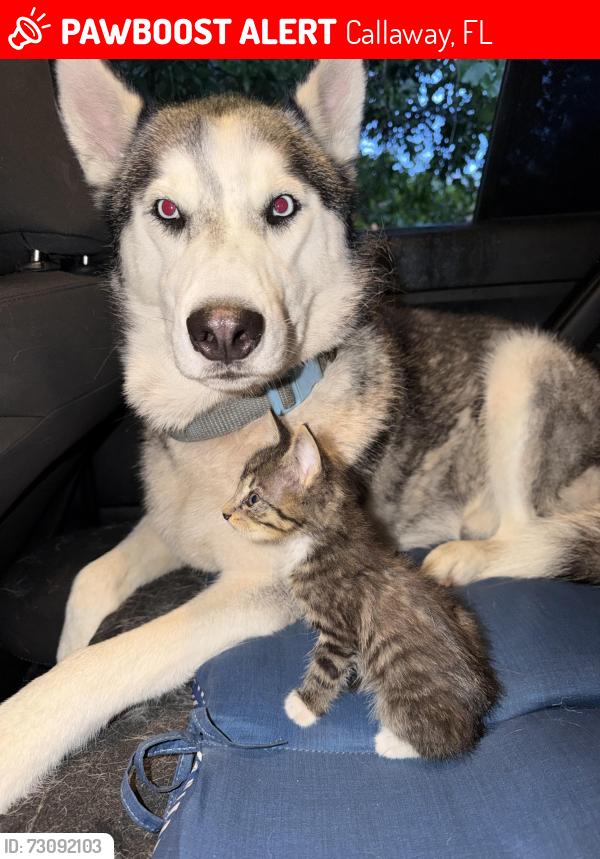 Lost Male Dog last seen winn dixie callaway, Callaway, FL 32404