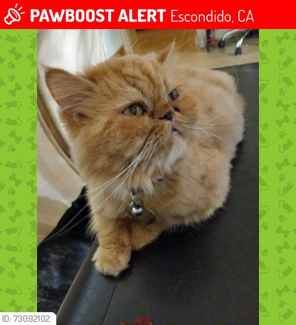 Lost Female Cat last seen Aster st Escondido CA, Escondido, CA 92027