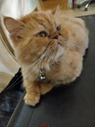 Lost Female Cat last seen Aster st Escondido CA, Escondido, CA 92027