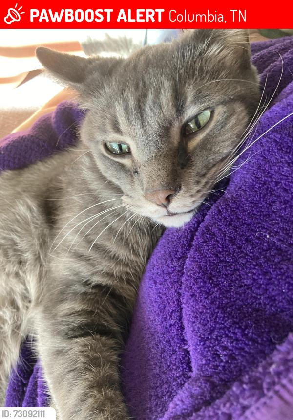 Lost Male Cat last seen Lookout Dr & Pinehurst Dr, Columbia, TN 38401