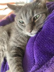 Lost Male Cat last seen Lookout Dr & Pinehurst Dr, Columbia, TN 38401