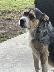 Found/Stray Female Dog last seen Phillip Ave/Griffith, Clovis, CA 93612