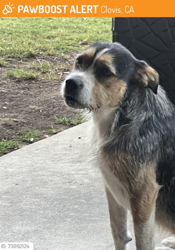 Found/Stray Female Dog last seen Phillip Ave/Griffith, Clovis, CA 93612