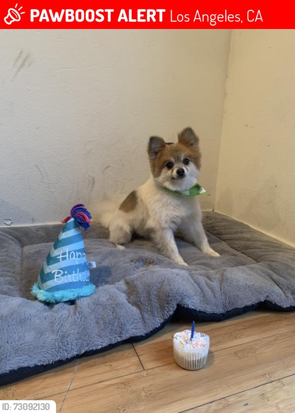 Lost Male Dog last seen Chestnut Avenue, Los Angeles, CA 90042