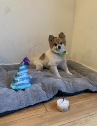 Lost Male Dog last seen Chestnut Avenue, Los Angeles, CA 90042