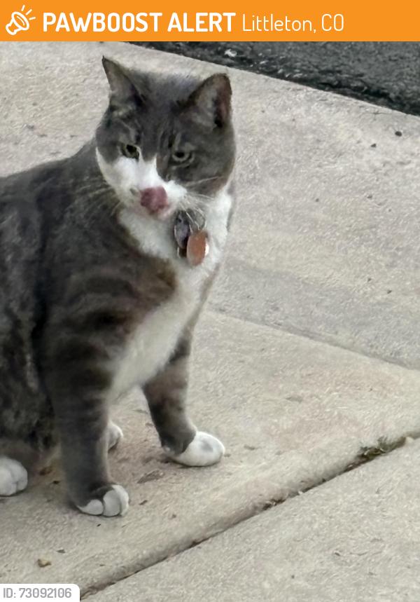 Found/Stray Unknown Cat last seen Red Bush Trail and Mountain Sage drive, Littleton, CO 80126