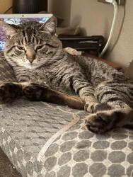 Reunited Male Cat last seen juaquin murieta and cedar blvd newark, ca, Newark, CA 94560