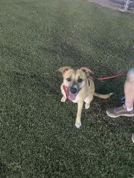Lost Female Dog last seen Logan Martin Park, Pell City, AL 35125