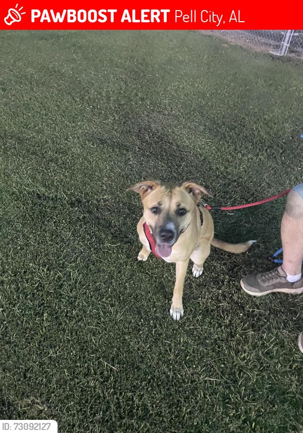 Lost Female Dog last seen Logan Martin Park, Pell City, AL 35125