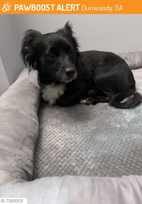 Found/Stray Male Dog last seen Brook run park, Dunwoody, GA 30338