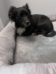 Found/Stray Male Dog last seen Brook run park, Dunwoody, GA 30338