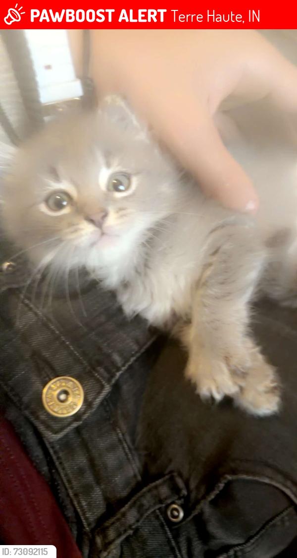 Lost Female Cat last seen Kent ave, Terre Haute, IN 47807
