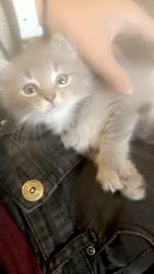 Lost Female Cat last seen Kent ave, Terre Haute, IN 47807