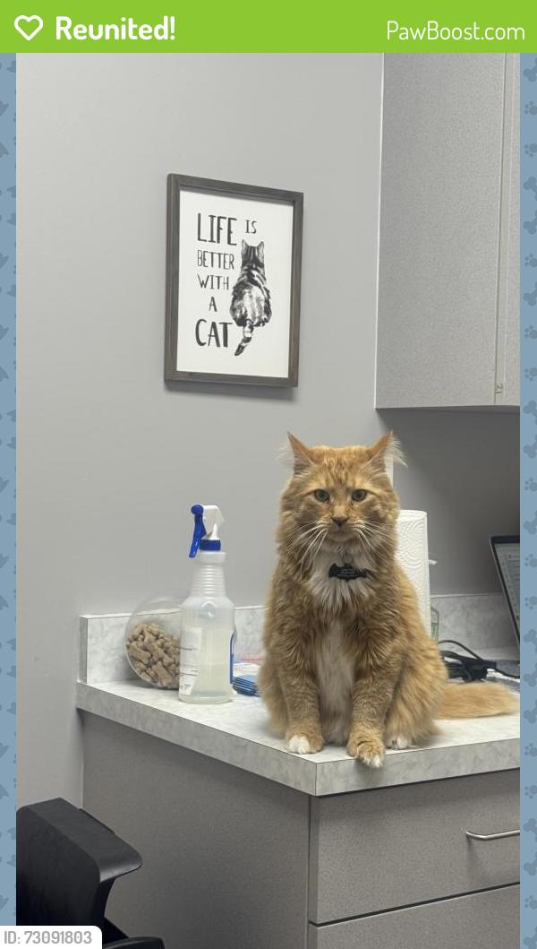 Reunited Male Cat last seen Near dell street , Elsmere, KY 41018