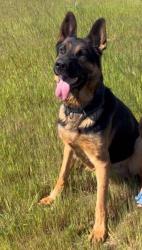 Reunited Male Dog last seen Brentwood blvd x lone tree way, Brentwood, CA 94513