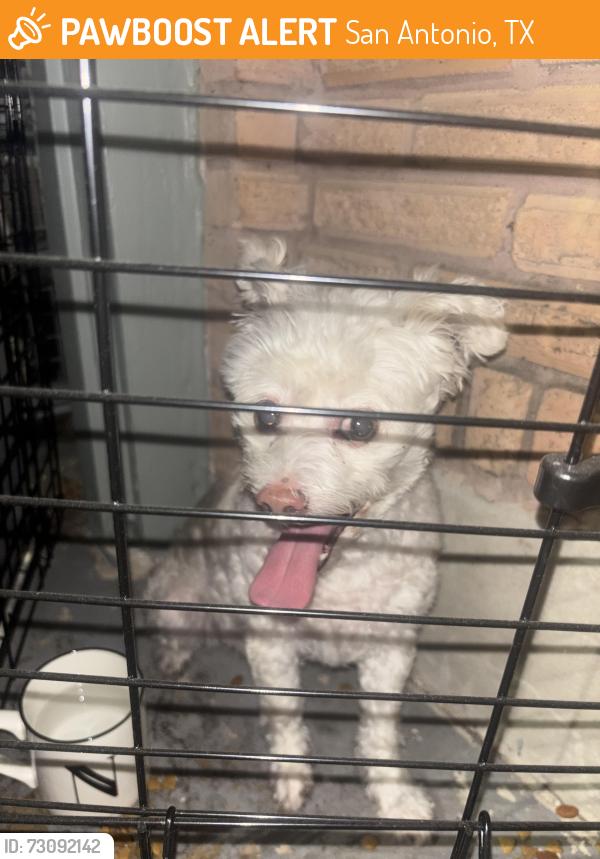 Found/Stray Unknown Dog last seen In the corner of my yard. Caged them and brought them inside due to fear of the fireworks., San Antonio, TX 78216