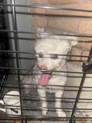 Found/Stray Unknown Dog last seen In the corner of my yard. Caged them and brought them inside due to fear of the fireworks., San Antonio, TX 78216