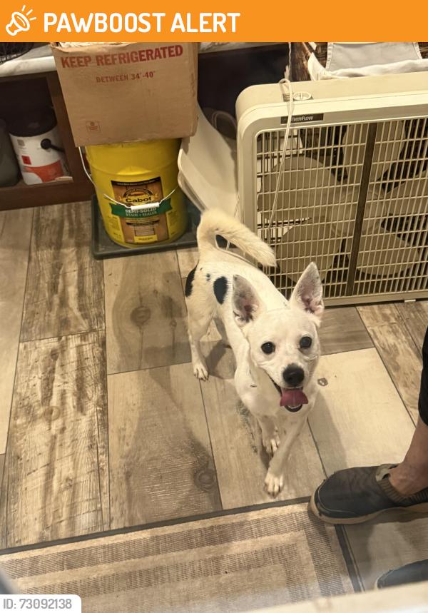 Rehomed Male Dog last seen Terry Rd/ Andrew Mills Rd, Bostic, NC, Rutherford County, NC 28040