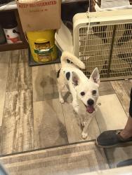Found/Stray Male Dog last seen Terry Rd/ Andrew Mills Rd, Bostic, NC, Rutherford County, NC 28040