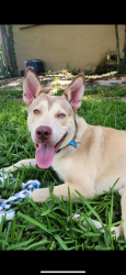 Reunited Male Dog last seen Shotgun road, Davie, FL 33331