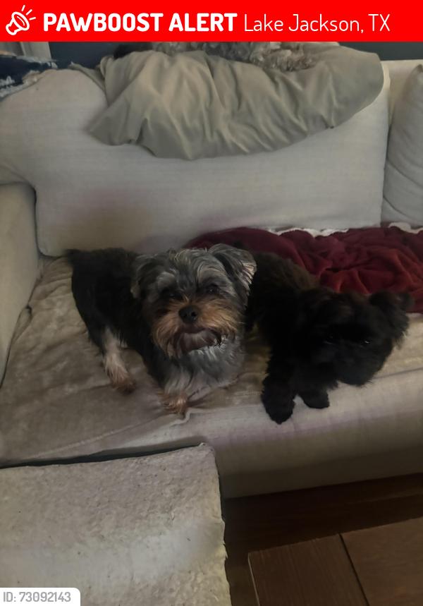 Lost Male Dog last seen Redbud and Forest, Lake Jackson, TX 77566