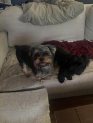 Lost Male Dog last seen Redbud and Forest, Lake Jackson, TX 77566