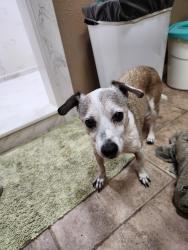 Found/Stray Male Dog last seen Graystone Hills, Conroe, TX 77304