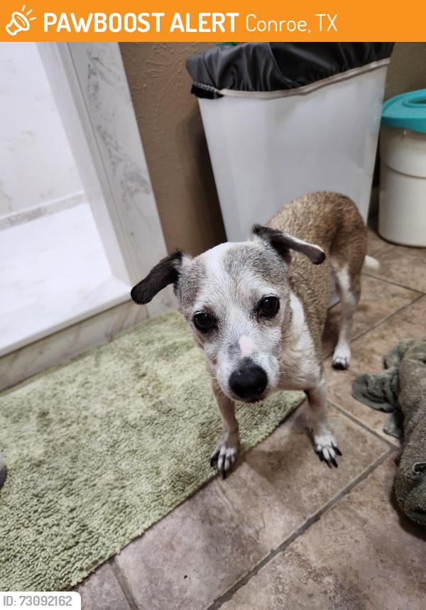 Found/Stray Male Dog last seen Graystone Hills, Conroe, TX 77304