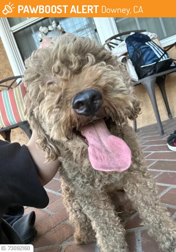 Found/Stray Unknown Dog last seen Tweedy Lane and Allengrove, Downey, CA 90240