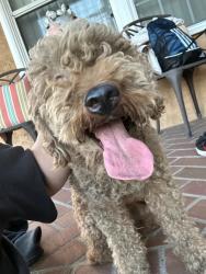 Found/Stray Unknown Dog last seen Tweedy Lane and Allengrove, Downey, CA 90240