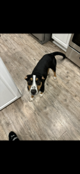 Lost Male Dog last seen Alexa place, San Antonio, TX 78251