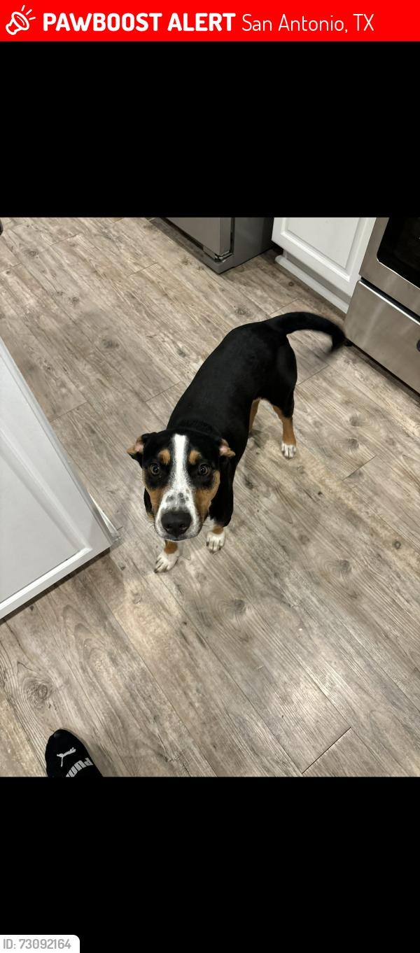 Lost Male Dog last seen Alexa place, San Antonio, TX 78251
