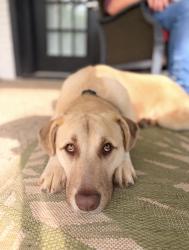 Reunited Male Dog last seen Near E Spring St, Weatherford, TX 76086, USA, Weatherford, TX 76086