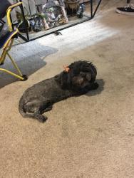 Reunited Female Dog last seen Evans Civic center, North Las Vegas, NV 89030