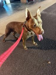 Found/Stray Female Dog last seen Rainbow Lake Rd & Gardenview Drive, Inman, SC 29349