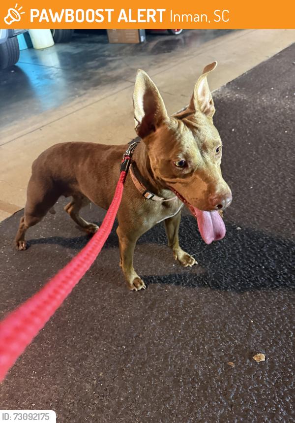 Found/Stray Female Dog last seen Rainbow Lake Rd & Gardenview Drive, Inman, SC 29349