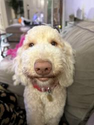 Lost Female Dog last seen Williams and Austin , Georgetown, TX 78626