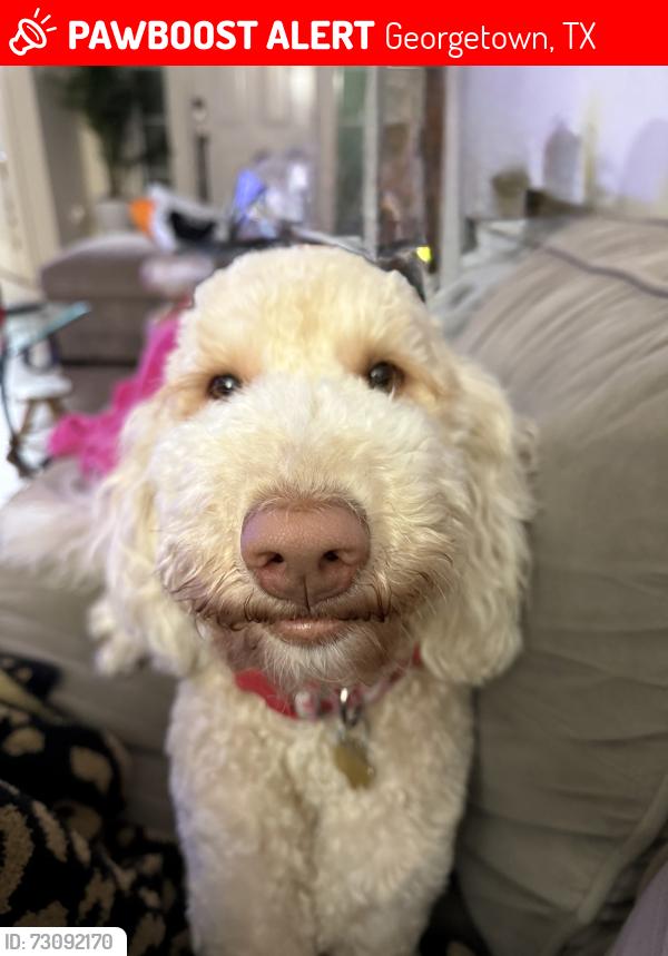 Lost Female Dog last seen Williams and Austin , Georgetown, TX 78626