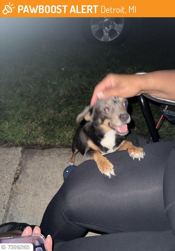 Found/Stray Male Dog last seen Joy road, Detroit, MI 48228
