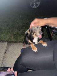 Found/Stray Male Dog last seen Joy road, Detroit, MI 48228