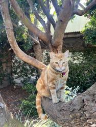 Lost Male Cat last seen Putney Rd and Esther Ave, Los Angeles, CA 90012