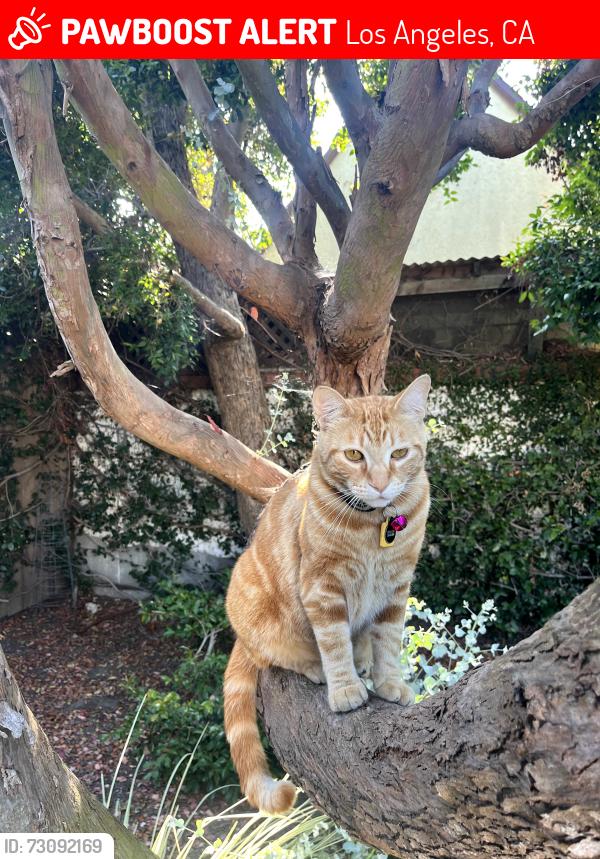 Lost Male Cat last seen Putney Rd and Esther Ave, Los Angeles, CA 90012