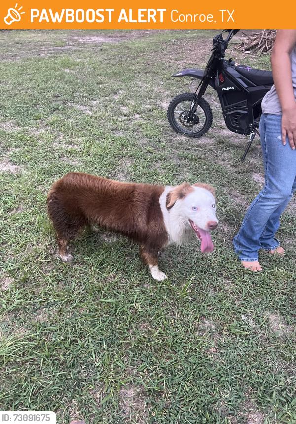 Found/Stray Male Dog last seen Hindo, Conroe, TX 77301