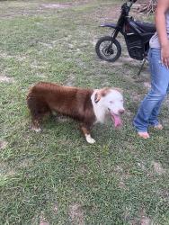 Found/Stray Male Dog last seen Hindo, Conroe, TX 77301