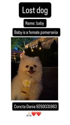 Lost Female Dog last seen Near Auborn ave Shirly, Shirley, NY 11967